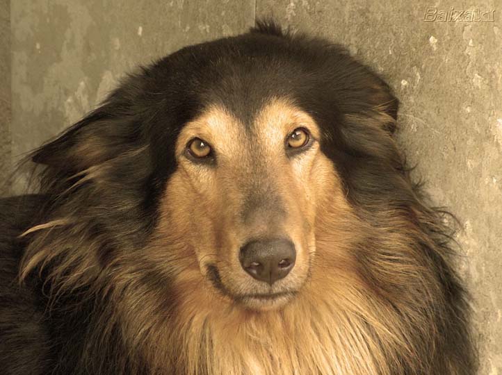 Cachorro.jpg