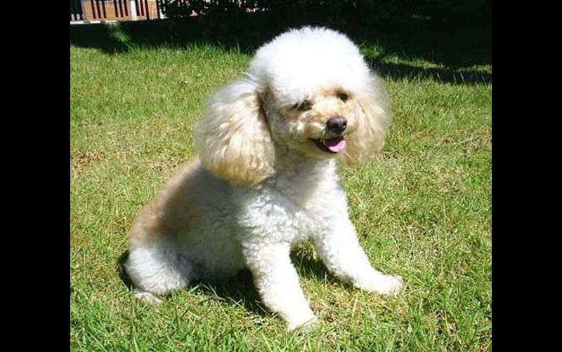 Cachorro23.jpg