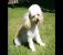 Cachorro23.jpg