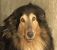 Cachorro.jpg
