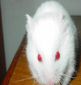Hamster_tm.jpg