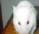 Hamster_tm.jpg