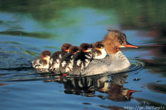 Patos.jpg