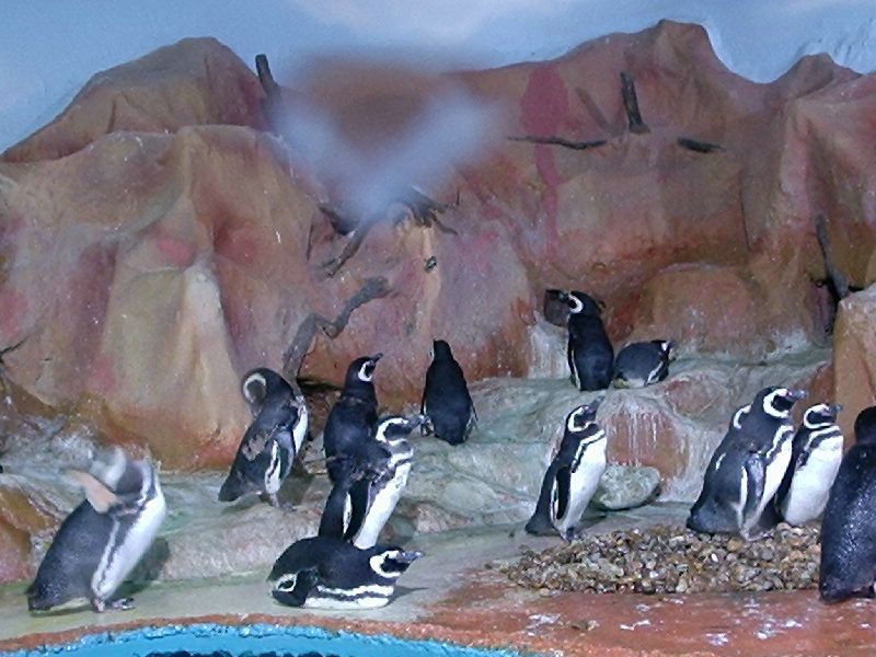 Pinguim.jpg