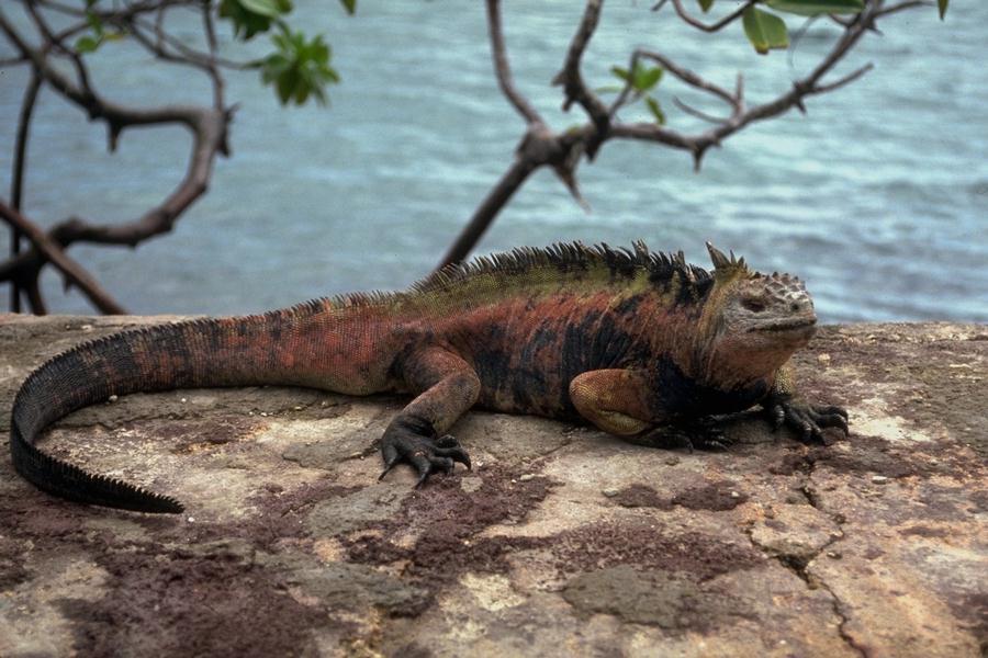 lagarto.JPG